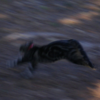 Photo #144865 de Nala