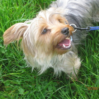 Photo #144889 de Vanille