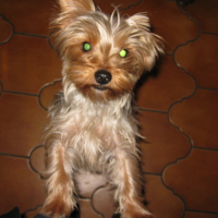 Photo #144895 de Vanille