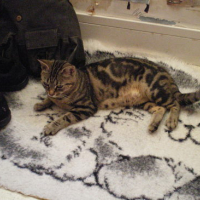 Photo #144979 de Nala