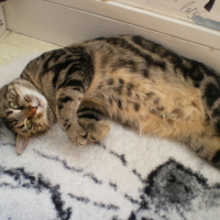 Photo #144985 de Nala
