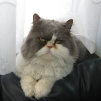 Photo #145171 de Roméo