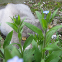 Photo #145177 de Roméo