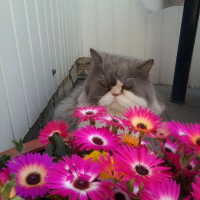 Photo #145189 de Roméo