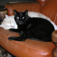 Photo #145411 de Lucky et zippo