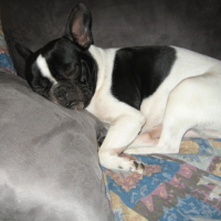 Photo #145519 de Bixi