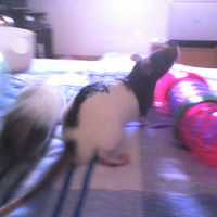 Photo #145693 de Panda