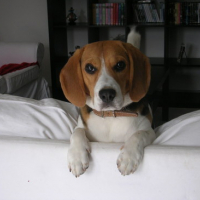 Photo #145975 de Youki