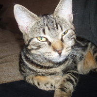 Photo #146113 de Lola