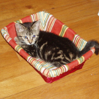 Photo #146155 de Lola
