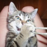 Photo #146161 de Lola