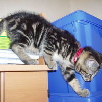 Photo #146173 de Lola