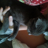 Photo #146581 de Grizye