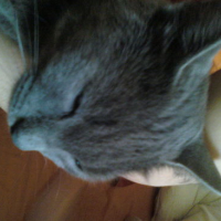 Photo #146593 de Grizye