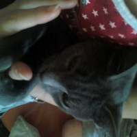Photo #146605 de Grizye