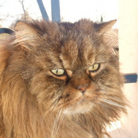 Photo #146641 de Olliver