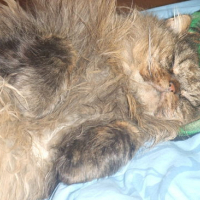 Photo #146647 de Olliver