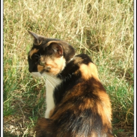 Photo #146851 de Kissa