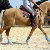 En dressage