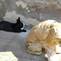 Photo #147103 de Simba