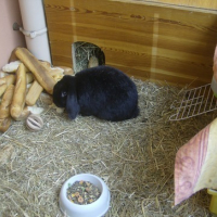 Photo #147223 de Schnapi
