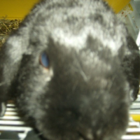 Photo #147229 de Schnapi