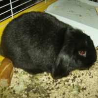 Photo #147235 de Schnapi