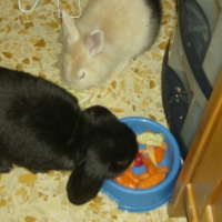 Photo #147241 de Schnapi