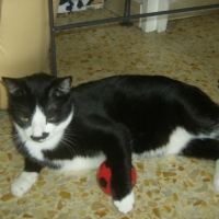 Photo #147265 de Félix
