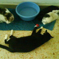 Photo #147283 de Nesquick