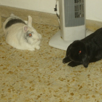 Photo #147289 de Nesquick