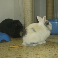 Photo #147295 de Nesquick
