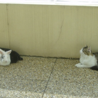 Photo #147301 de Nesquick