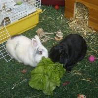 Photo #147308 de Nesquick