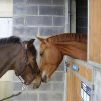 Photo #147421 de Raivery