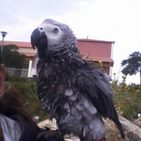 Photo #147997 de Koca
