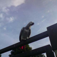 Photo #148003 de Koca