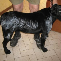 Photo #148009 de Corso