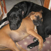 Photo #148015 de Corso