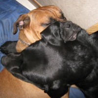 Photo #148021 de Corso