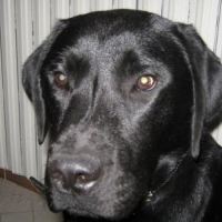 Photo #148027 de Corso