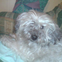 Photo #148057 de Joly