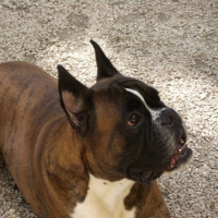 Photo #148147 de Rudy de la bastide du bali fleuri