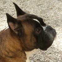 Photo #148159 de Rudy de la bastide du bali fleuri