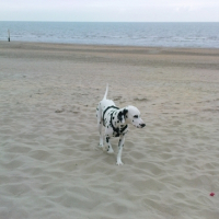 Photo #148543 de Benji