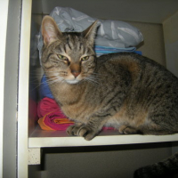Photo #148657 de Nala
