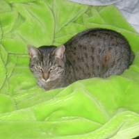 Photo #148663 de Nala