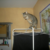 Photo #148669 de Nala
