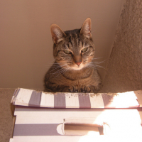 Photo #148675 de Nala