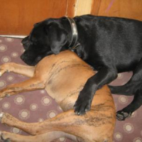 Photo #148747 de Deven